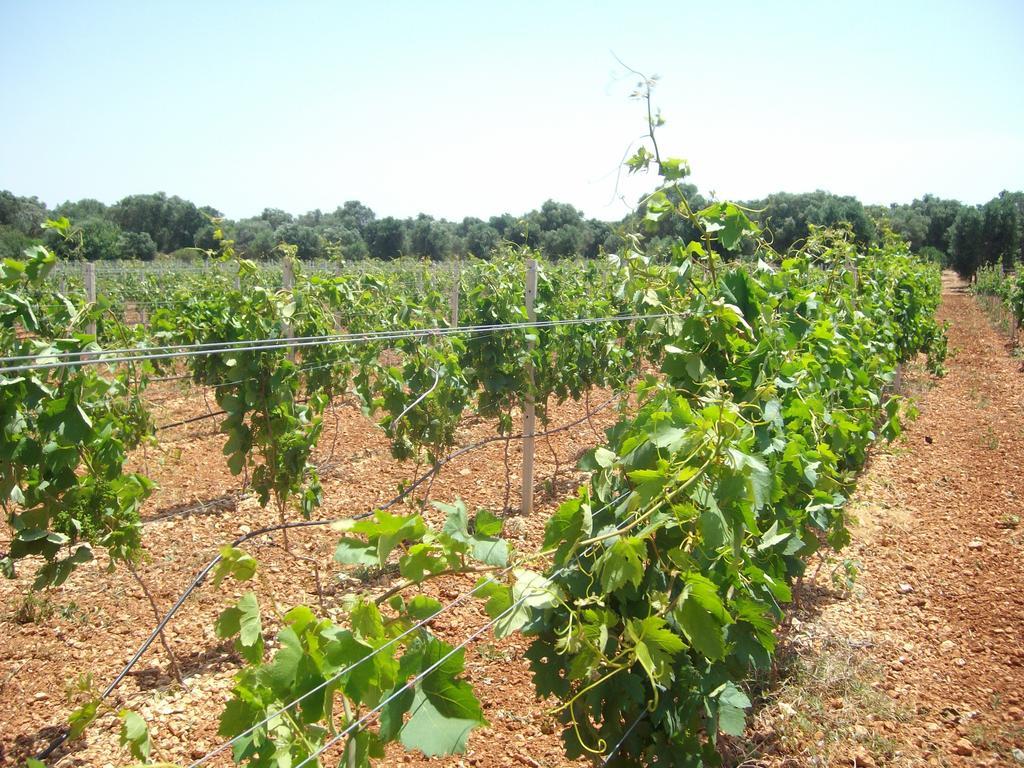 Masseria Nuova Guest House San Marzano di San Giuseppe Bagian luar foto