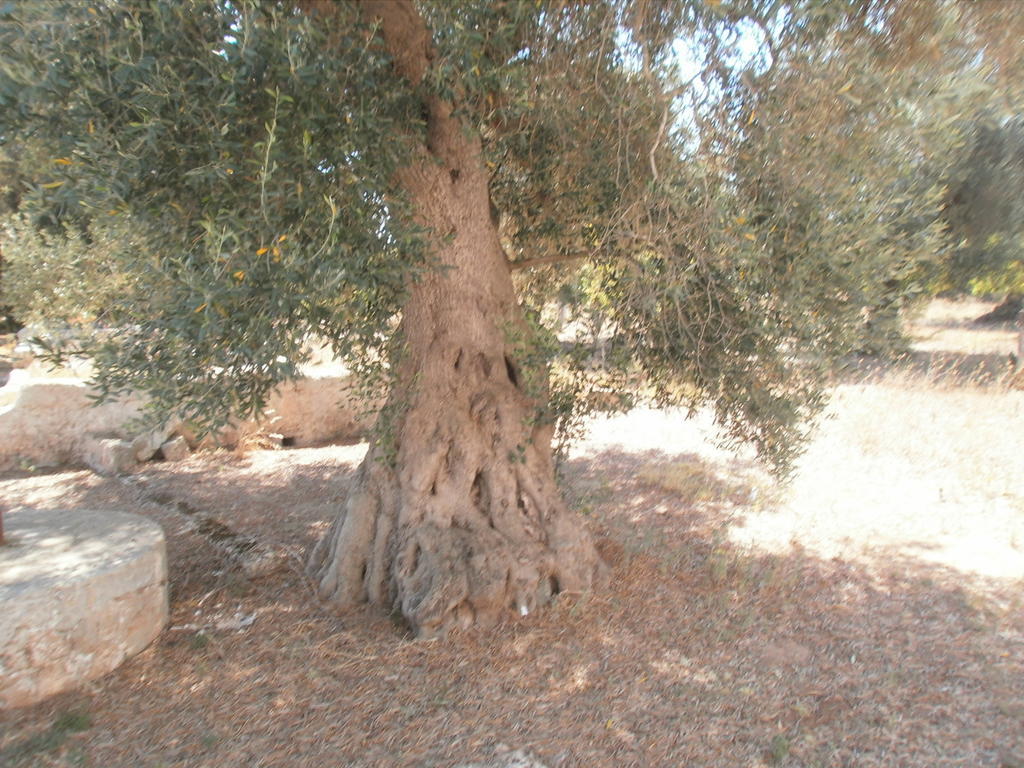 Masseria Nuova Guest House San Marzano di San Giuseppe Bagian luar foto