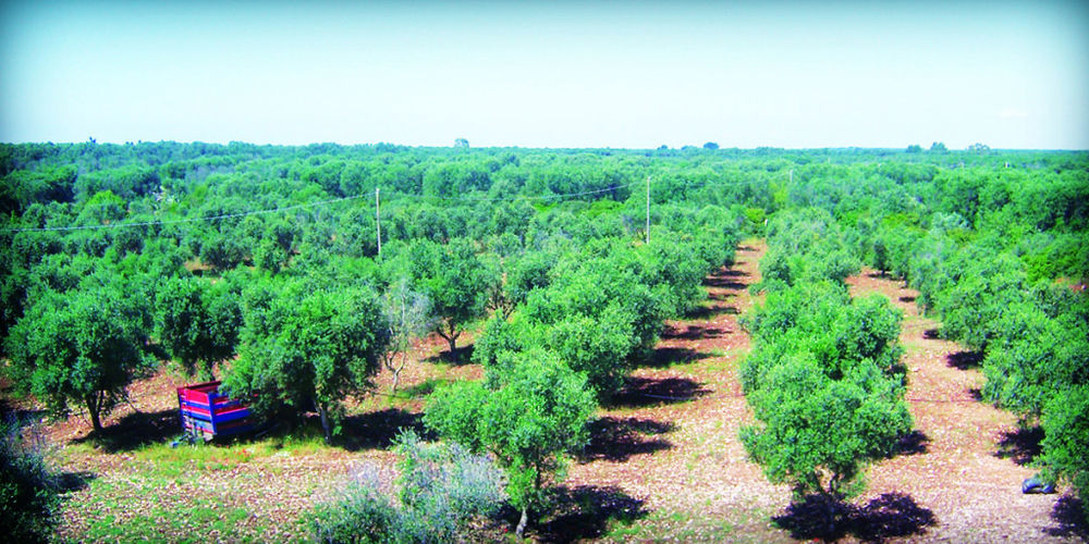 Masseria Nuova Guest House San Marzano di San Giuseppe Bagian luar foto